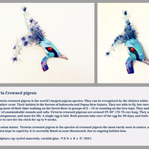 Victoria Crowned Pigeon